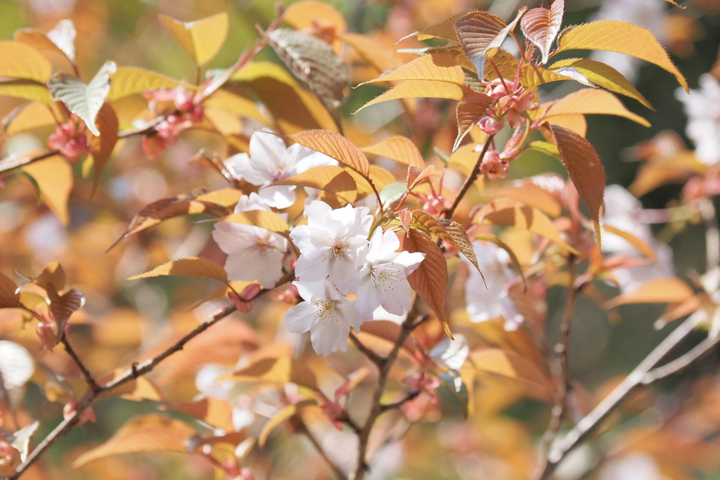 山桜