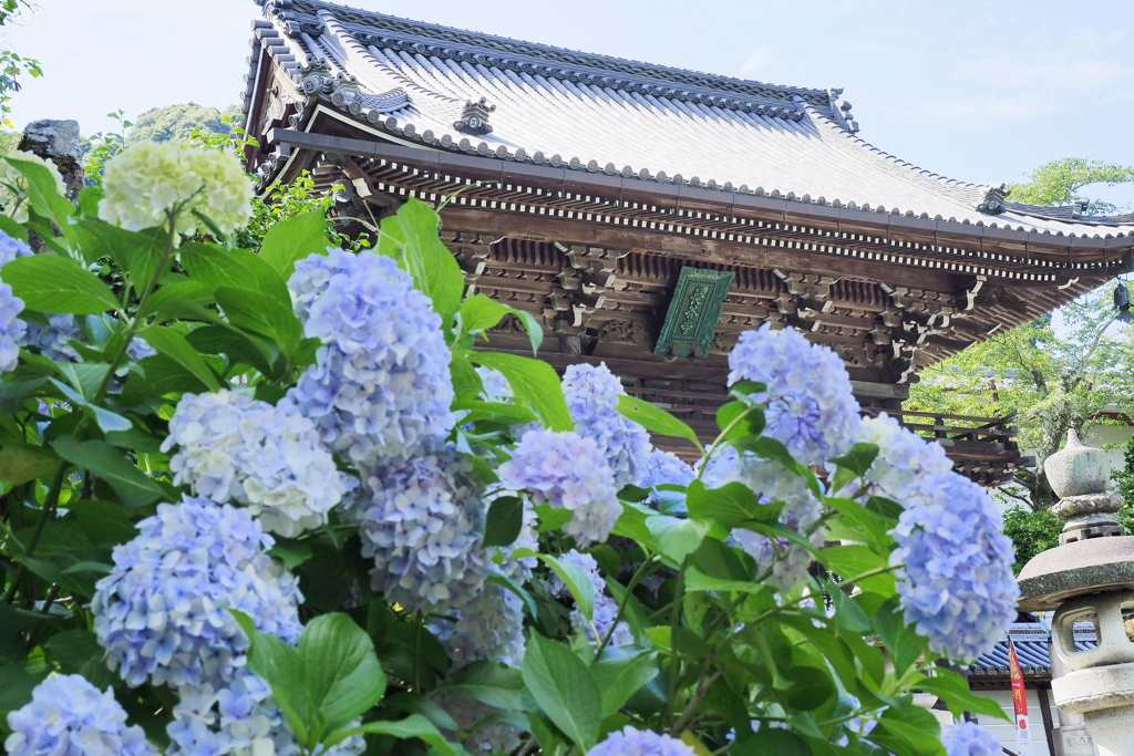 仁王門と紫陽花