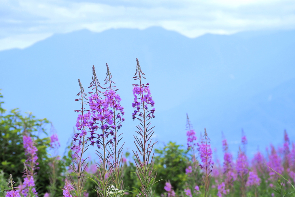 高原の花