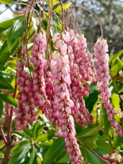 ピンクの馬酔木