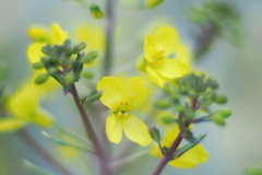 葉牡丹の花 １
