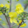 葉牡丹の花 １