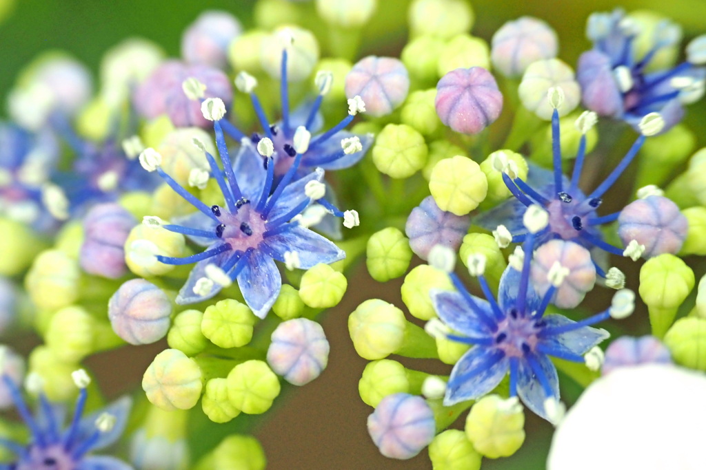 真花