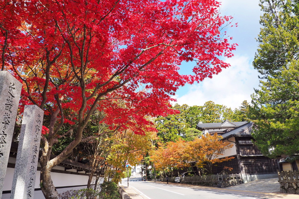 高野山の紅葉 １９