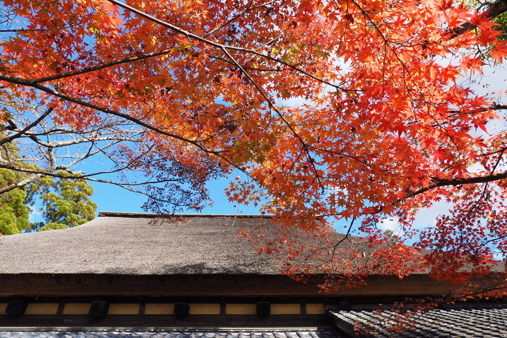 茅葺屋根と紅葉