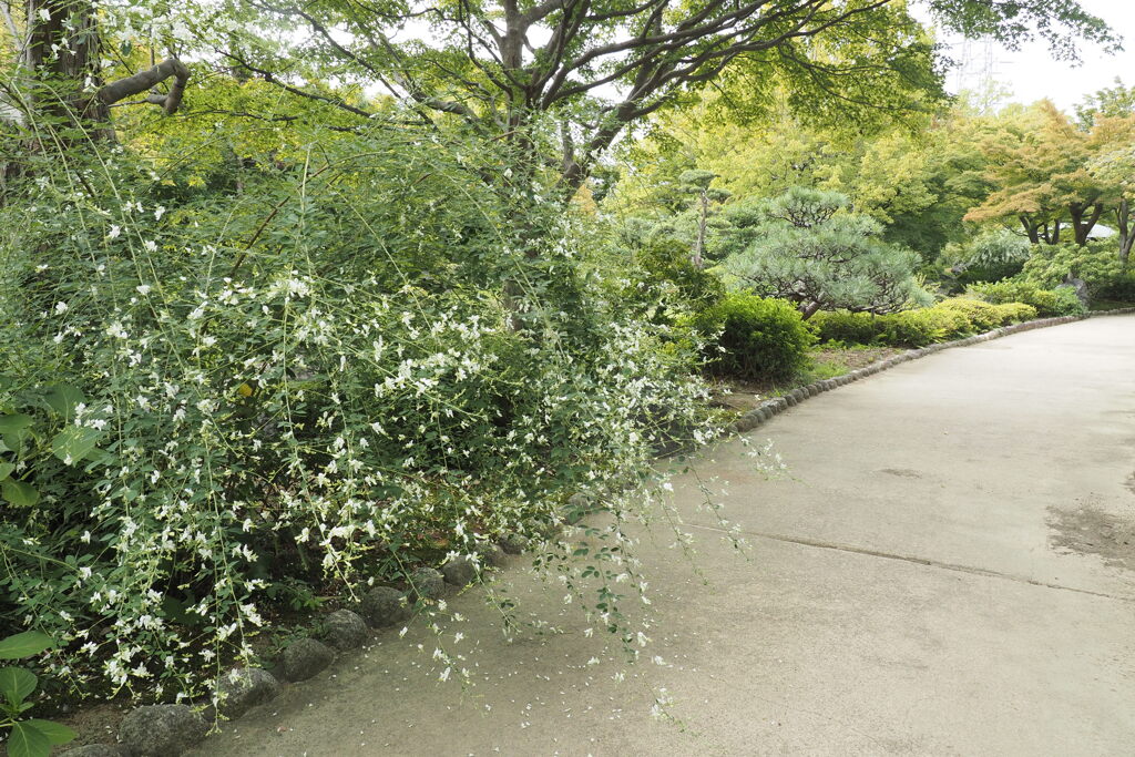 白萩