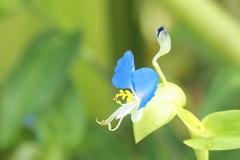 露草