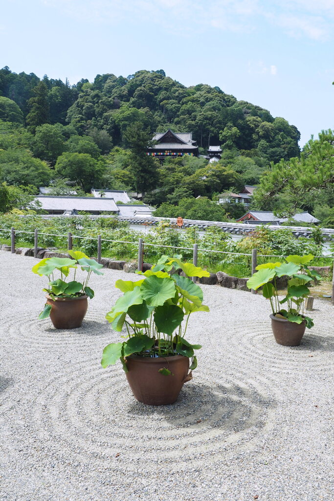 本坊から大悲閣を望む １
