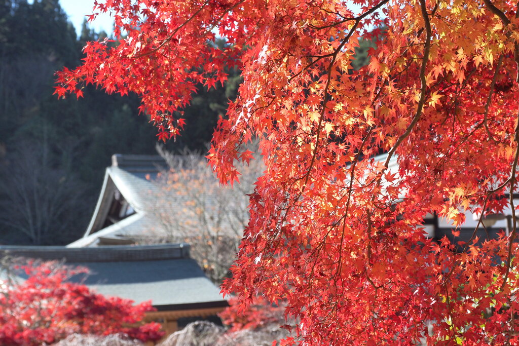 西南院と紅葉
