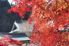 西南院と紅葉