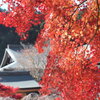 西南院と紅葉