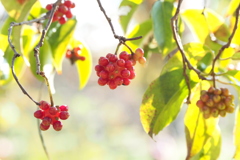 京都府立植物園（2020.11）１０