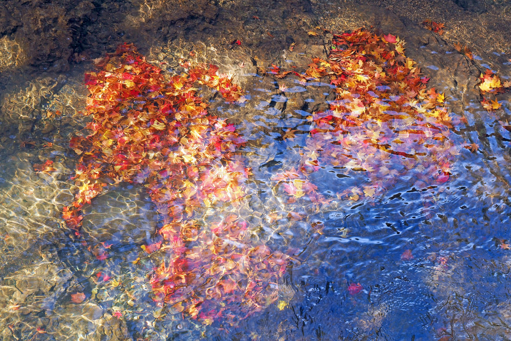 水底の紅葉 １