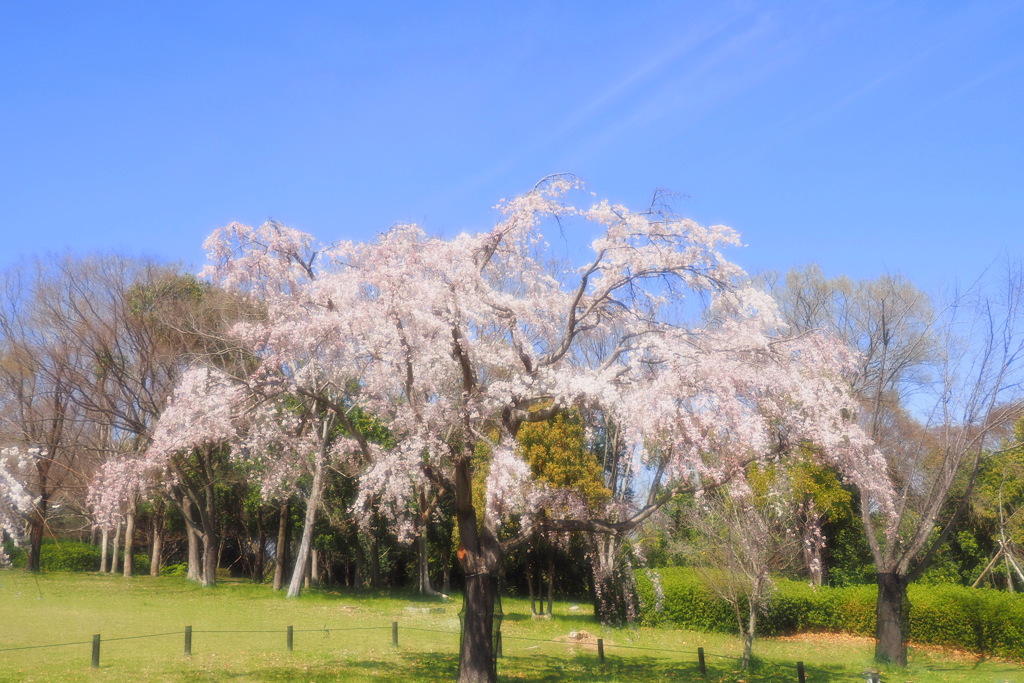 花見の季節