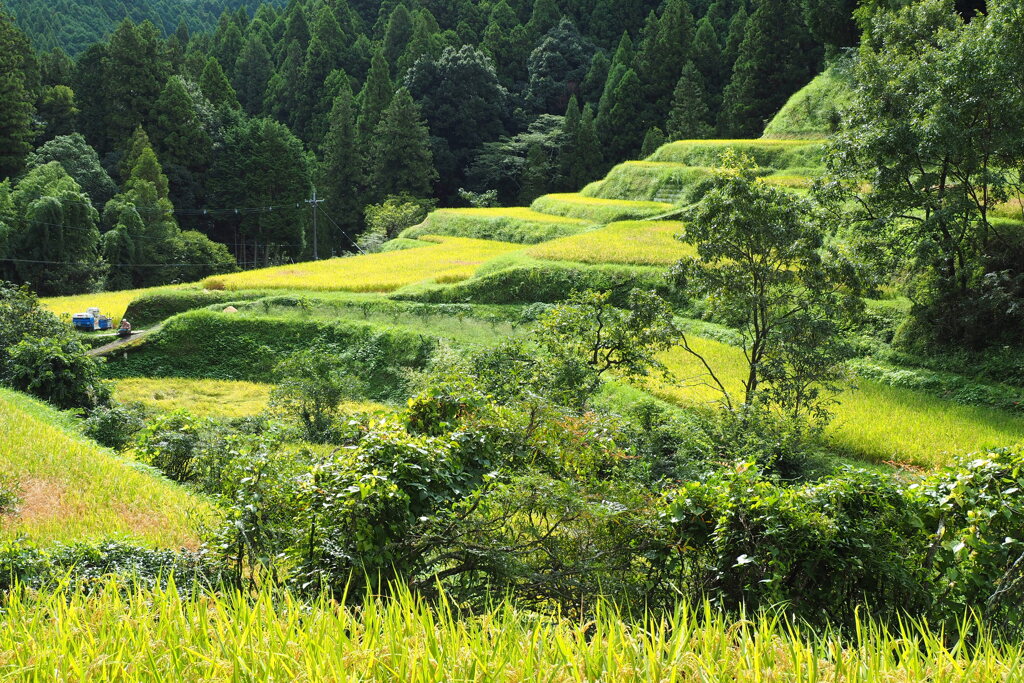 棚田