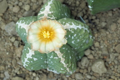 乾燥地植物室の花 ８