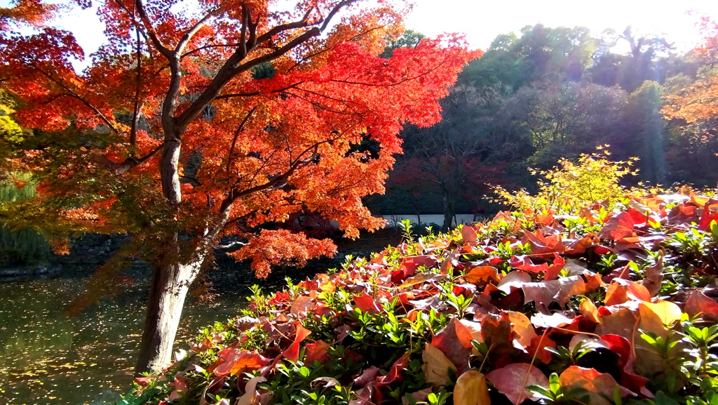 紅葉渓庭園