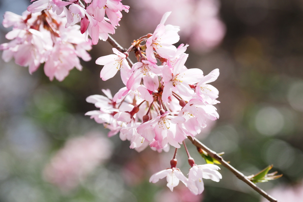 枝垂桜