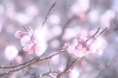 長居植物園梅園 １