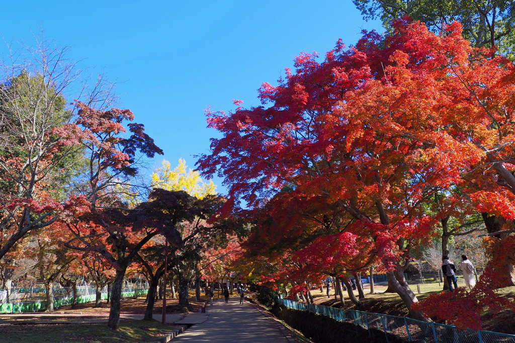 紅葉の先に