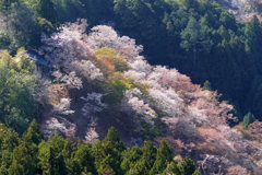 吉野の桜