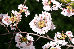 上から見た桜