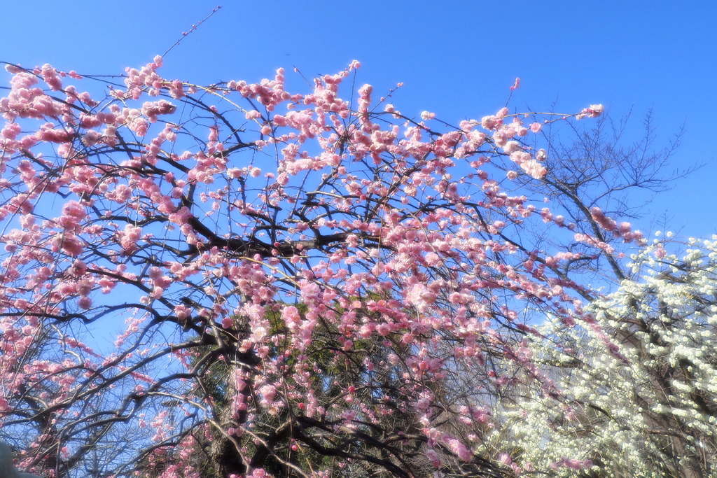 長居植物園梅園 １３