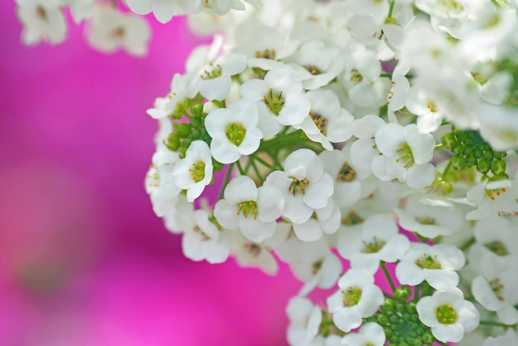 スイートアリッサム２