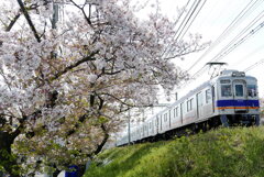 桜と電車 ７