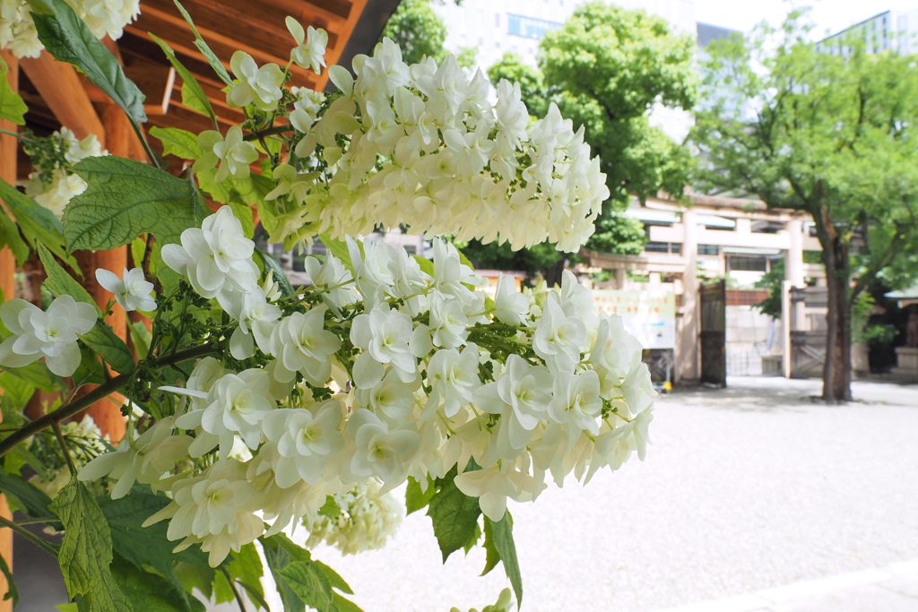 坐摩（いかすり）神社 ６