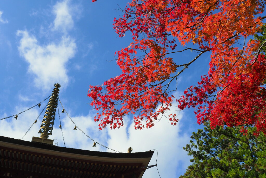 東塔と紅葉 ４