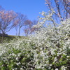 桜と雪柳 １