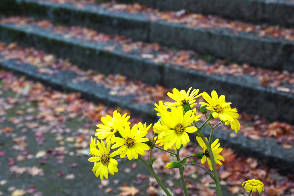 西恩寺の紅葉 ６