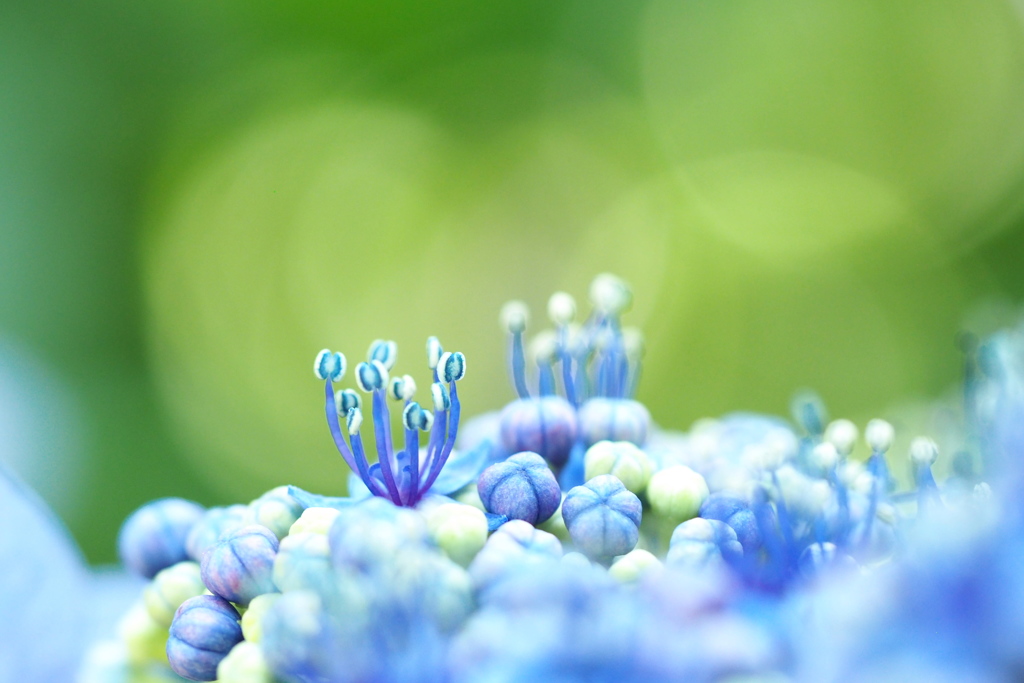 紫陽花の花
