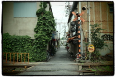 蔦