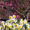 錦織公園
