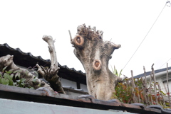 ひょっとこ？