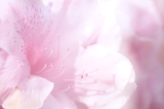 ツツジ