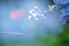 紫陽花