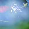 紫陽花