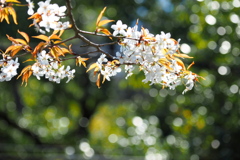 山桜