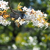 山桜