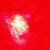 蕊