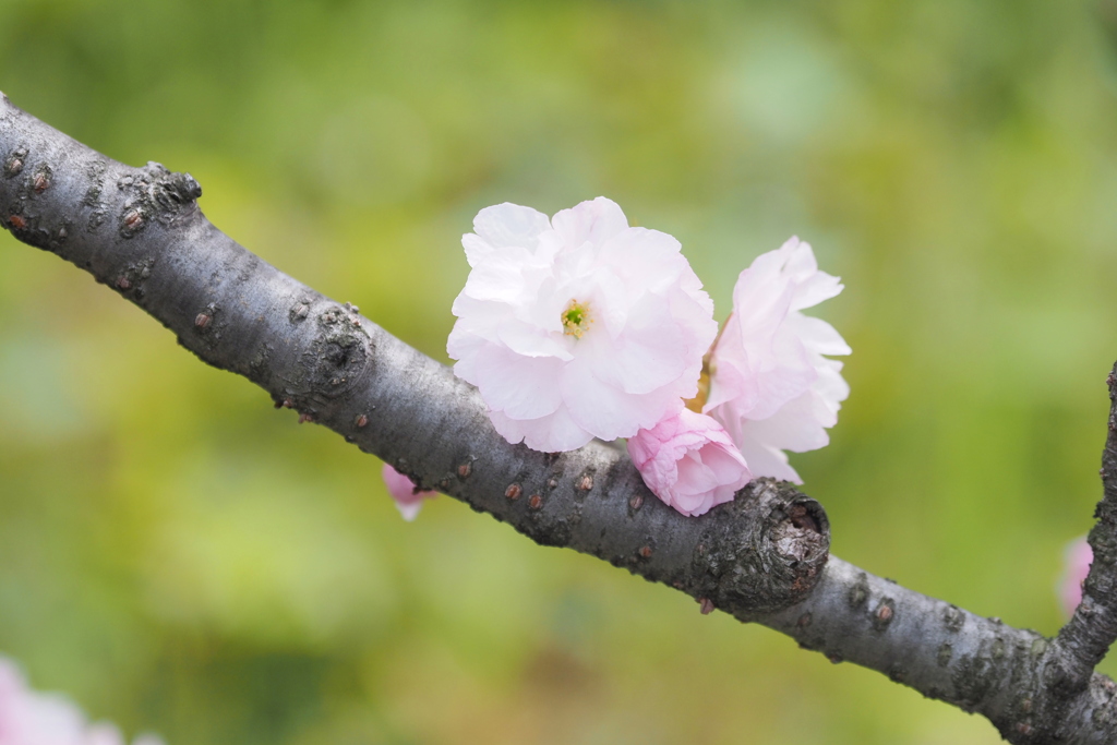 桜