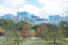 皇居東御苑 ６