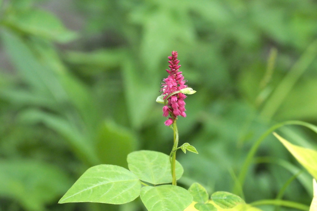 高原の花