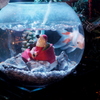 金魚なクリスマスツリー