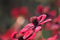 チョコレートコスモス