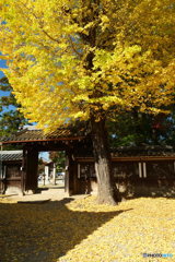 手向山八幡宮の銀杏