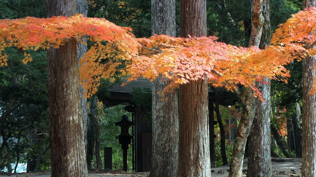 高野山の紅葉 1４